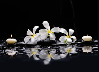 pa still life of with frangipani with candle 
and zen black stones ,wet background

