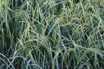 Close up the beautiful view in the rice field