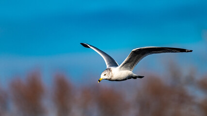 Herring Gull in Fligh
