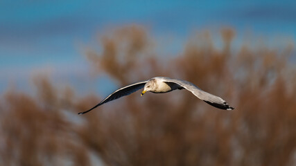 Herring Gull in Fligh