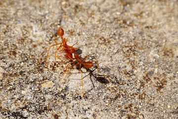 Red ant background