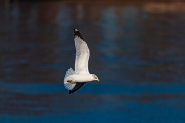 Herring Gull in Fligh