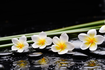 spa still life of with four frangipani 
and zen black stones ,and green long leaves wet on background
