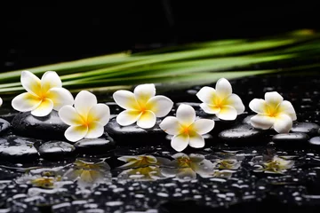 Foto op Canvas spa still life of with six frangipani  and zen black stones ,and green palm wet on background  © Mee Ting
