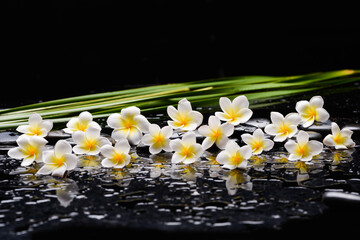 spa still life of with pile of frangipani 
and zen black stones ,and long green leaves wet on background
