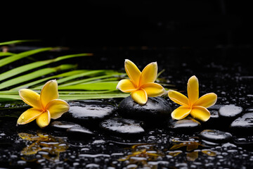 Fototapeta na wymiar still life of with three yellow frangipani and zen black stones and green palm on wet background 