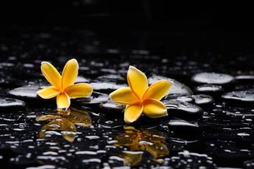 Fototapeta na wymiar still life of with two yellow frangipani and zen black stones ,wet background