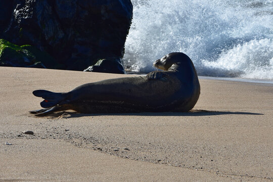 Hawaiian Monk Seal