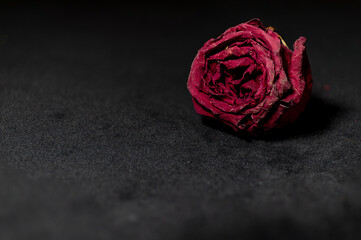 Dead Rose #03