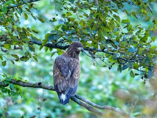 木陰でのんびりくつろぐオジロワシ幼鳥＠北海道