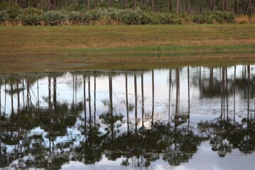 reflection of trees in the water