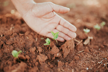 latin american farmer showing seeded coffee seedling in the sunlight. Young hand