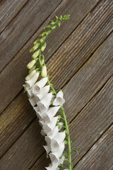 White foxgloves flower against wood background. Copy Space.