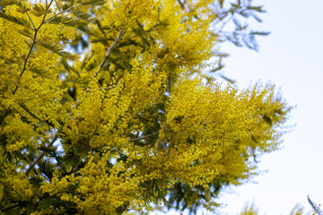 Baum Strauch mit gelben Blüten