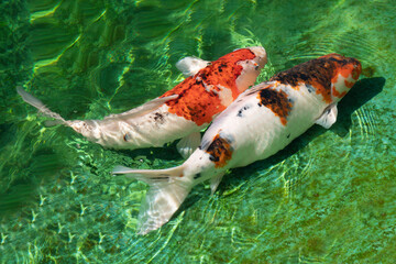 Japanese koi in the green pond.
