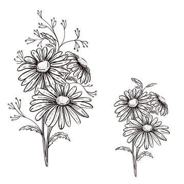 Hand drawn sketch black and white flowers daisy. Vector illustration. Elements in graphic style label, card, sticker, menu, package.