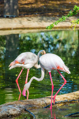 Greater flamingo