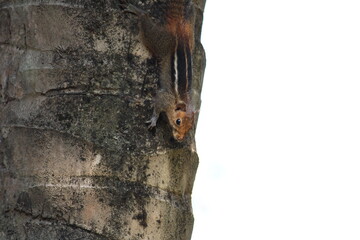 A squirrel on a tree.