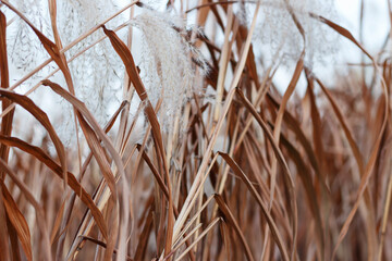 Brown pampas grass close-up, natural textures and background