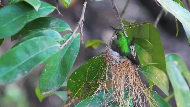 Hummingbird in the nest during springtime