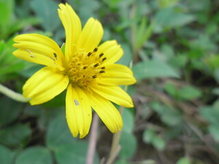 yellow flower