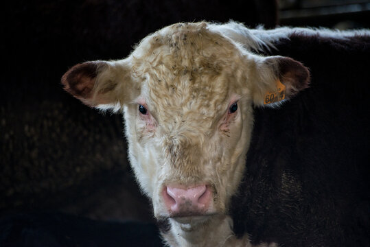 cow-bull photo