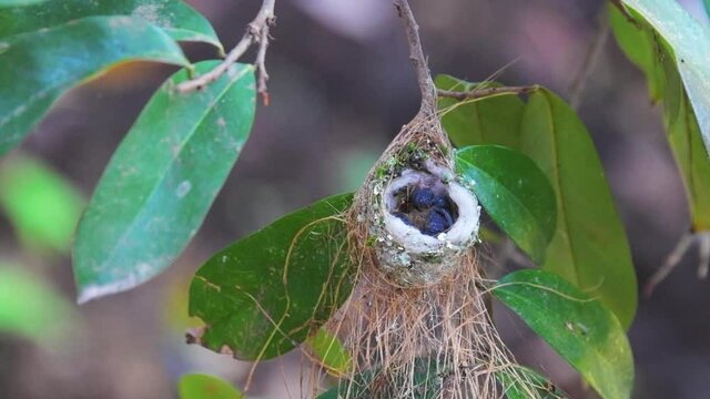 Young birds or fledglings of hummingbird in the nest
