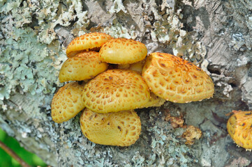 Edible mushrooms (Pholiota aurivella)