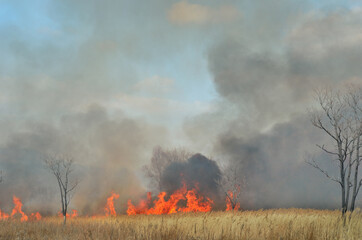 Brushfire 17