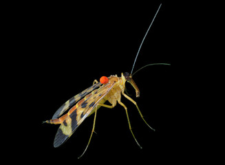 Insect Scorpion's tail (Panorpa Communis)