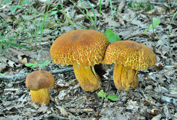 Edible mushrooms (Leccinium extremiorientale).