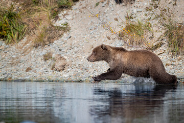 Grizzly leaps into river after salmon
