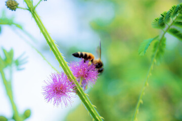 Bees on flower pollen.