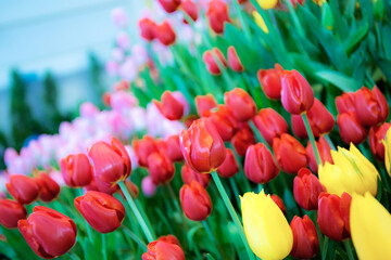 Colorful of tulips in garden.