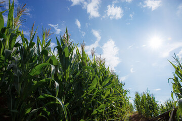 Corn tree in farm with blue sky.