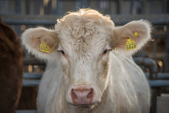 cow-bull  photo