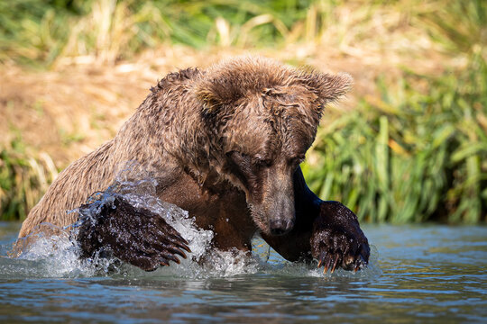 Grizzlies Bilder Durchsuchen 958 Archivfotos, und