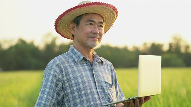 Senior Caucasian good looking wise man farmer Agricultural Engineer Analyze Data with Tablet laptop in rice filed