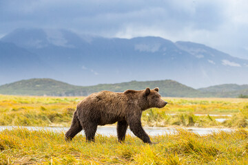 Grizzly bear heading up river in search for salmon