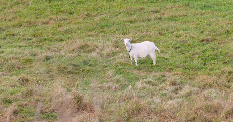 Obraz na płótnie Canvas Domestic goat grazing in the field.