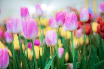Pink of tulips with colorful.