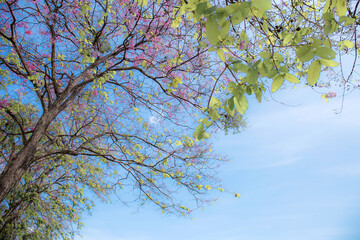 Purple Tabak flowers blooming in winter.