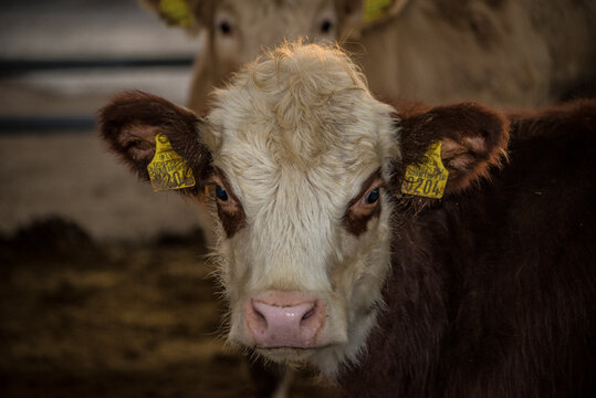cow-bull  photo