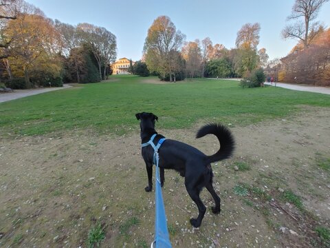 Cane al parco