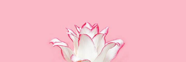 Blossoming delicate petals of peony lily, white blooming lilies flower on pink banner