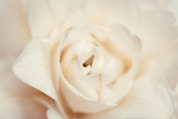 Beautiful floral bacground with white peony lily. Tender flower petals close up. Set Sail Champagne color trend 2021