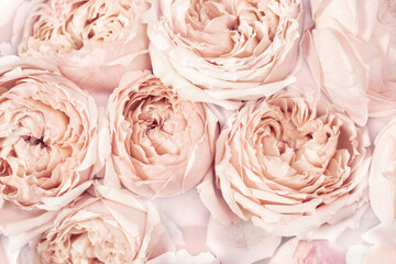 Beautiful floral background from pink peony roses bud. Tender flowers close up. Natural flower backdrop.