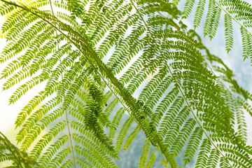 Close up of Jacaranda mimosifolia leaves.