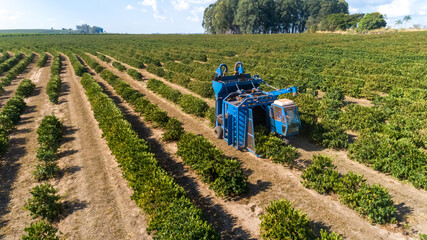 Aerial view of coffee mechanized harvesting in Brazil.
