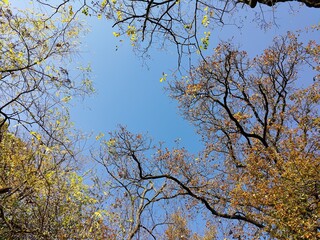 Cielo alberato